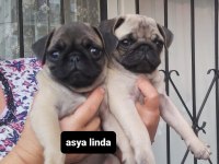 Pug mops bebekler