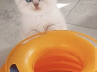 Scottish fold ve straight yavrular