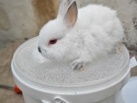 Renk cücesi tavşan himalayan renk