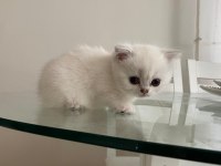 Yakışıklı maviş gözlü Ayıcık suratlı Safkan Bebek kedimiz