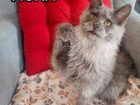 Şecereli Maine Coon yavrular Alanya