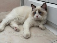 Ragdoll 4 Aylık Erkek