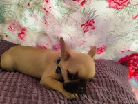 FRENCH BULLDOG 2 AYLIK