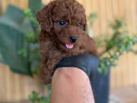 POODLE YAVRULARI