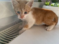 BB Namı Diyar Behlül Böcek Kedimiz Yuva Arıyor