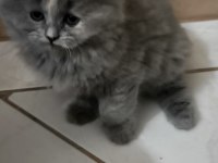 14 Haziran Doğumlu Longhair Scottish Fold