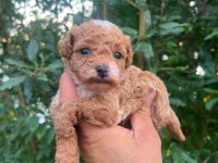 0 numara maltipoo