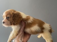 2 aylık cavalier king charles erkek yavru