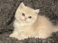 Anne Baba Şecereli Blue Golden AY12 Safkan British S. Dişi