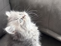 British longhair kedisi