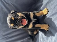 Black Tan Pug Mops