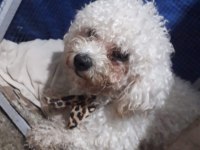 Yetişkin bichon frise adana içi erkek