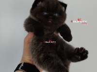Kralın dönüşü safkan british teddy