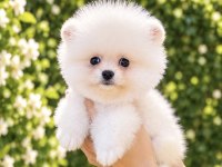 Kusursuz Karbeyaz Pomeranian Boo
