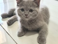 Acil sahiplendirme british shorthair ve blue point yavrular