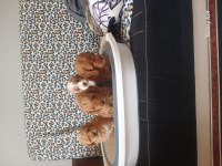 Maltipoo Yavruları