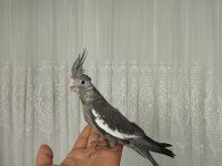 Acil sahiplendirme yavru kuşlar
