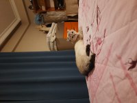 Sevimli scottish fold kızım için yuva arıyorum