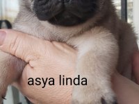 Pug Mops Bebekler