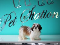 PETSTATION DAN ŞECERELİ SHİH-TZU YAVRULARI