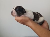 Full maske french bulldog bebekler