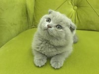 Scottish fold BUZZ rengİ MİNNOS