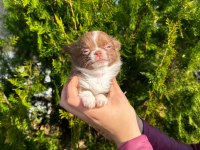 Şivava köpeklerimiz