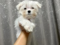 Maltipoo bebeklerim
