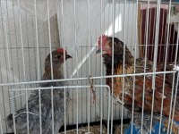 Üç aylık ispenç horoz iki adet