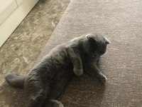 Kedi sahiplendirne