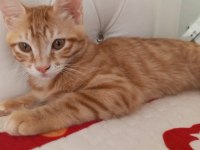 3 AYLIK SARMAN KEDİLER