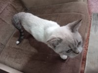 3 aylık eğitimli british shorthair