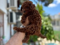 Kg Garantili Toy Poodle Yavruları