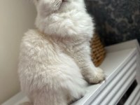 British longhair dişi kedimiz