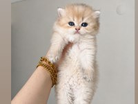 Ay11 british longhair dişi