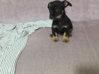 Pinscher 2 aylık yavru köpeğimiz