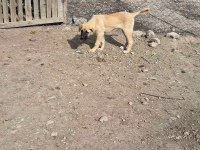 3.5 aylığa yakın dişi kaliteli yavru köpeğimiz
