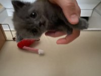 55 günlük erkek british shorthair