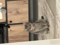 15 aylık dişi british shorthair