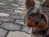 Yorkshire terrier çok sevecen eğitimli