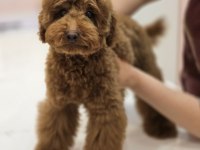 Teddy Face Red Toy Poodle