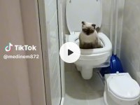 Dünya güzeli Zeki titiz scottish fold kızıma yuva arıyoruz