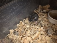 Yavru Gonzales hamster