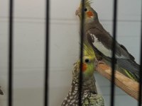 PASİFİK PETSHOPTAN YAVRU SULTAN PAPAĞANLARI