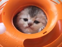 Silver shaded Scottish Fold baba şecereli
