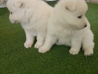 SAMOYED YAVRULARI ORİJİNAL SAFKAN