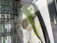 1 YAŞINDA EVCİL İGUANA BELGELİ
