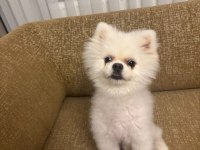 Acil 10 Aylık Pomeranian