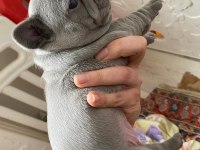 Blue Lilac Tan French Bulldog