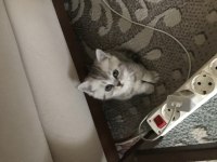 Anne ve kardeşleriyle birlikte büyümüş ev kedisi
